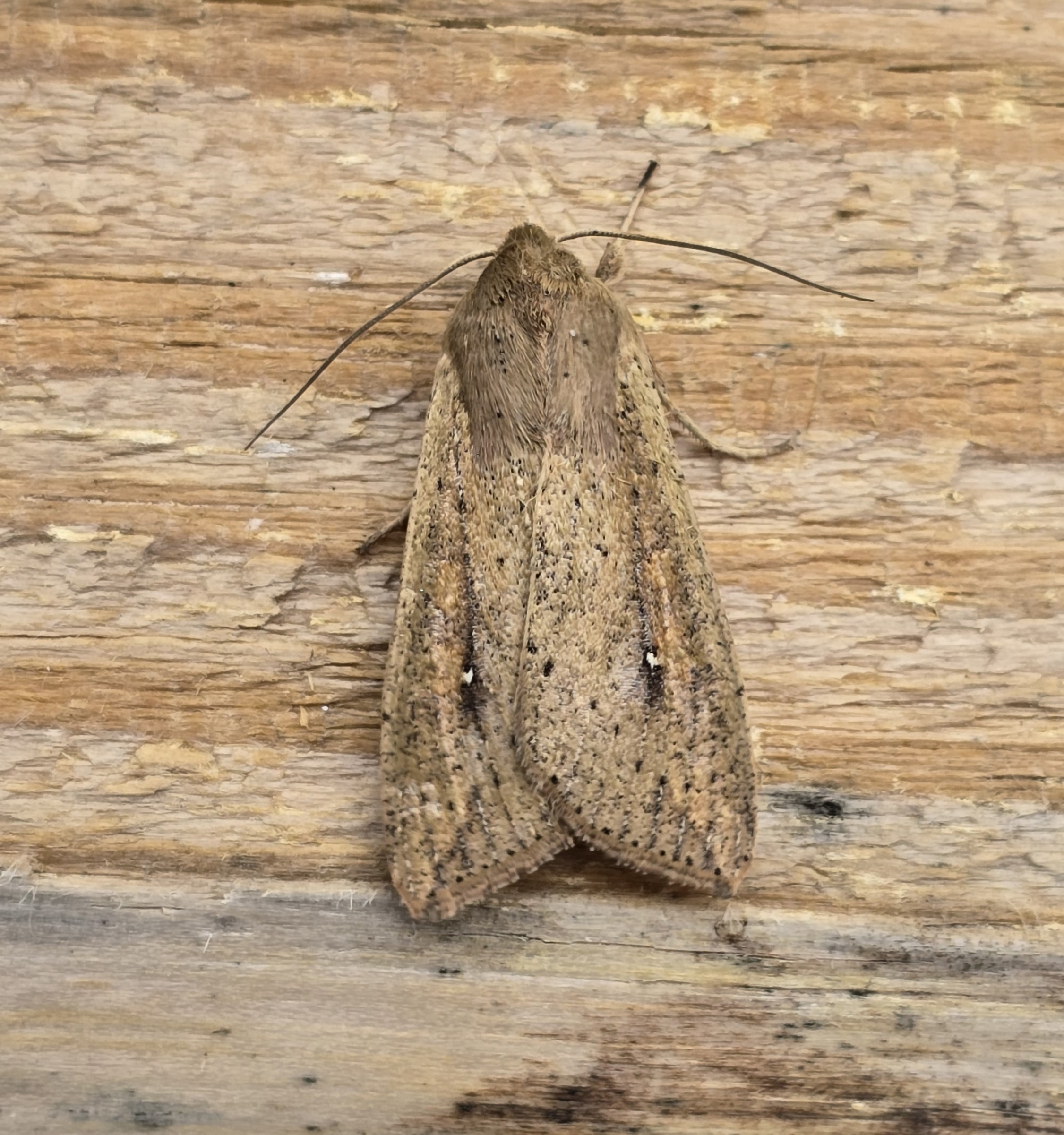 Photo of White-speck (Mythimna unipuncta)